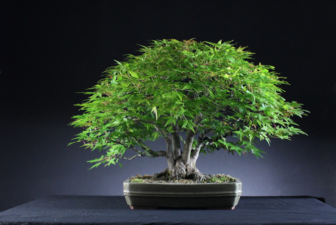 Japanese Maple bonsai